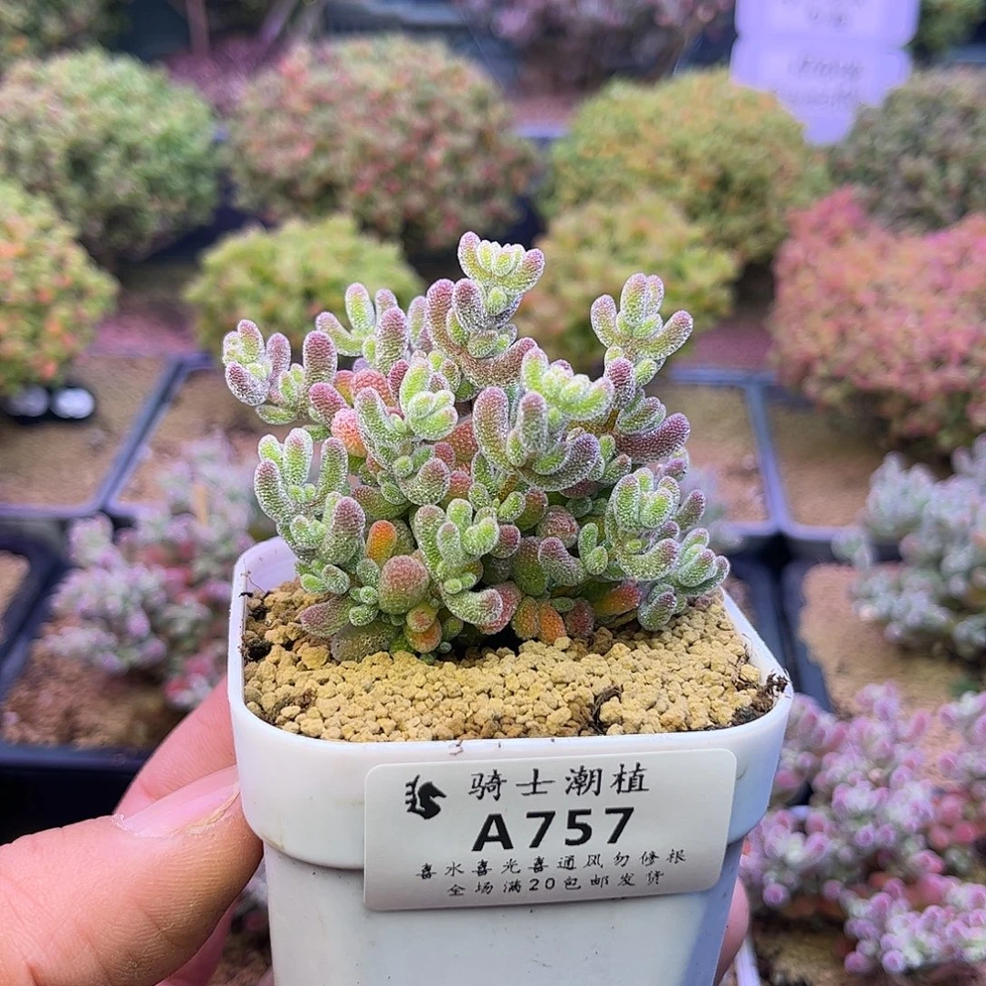 757优选冰晶枝干番杏