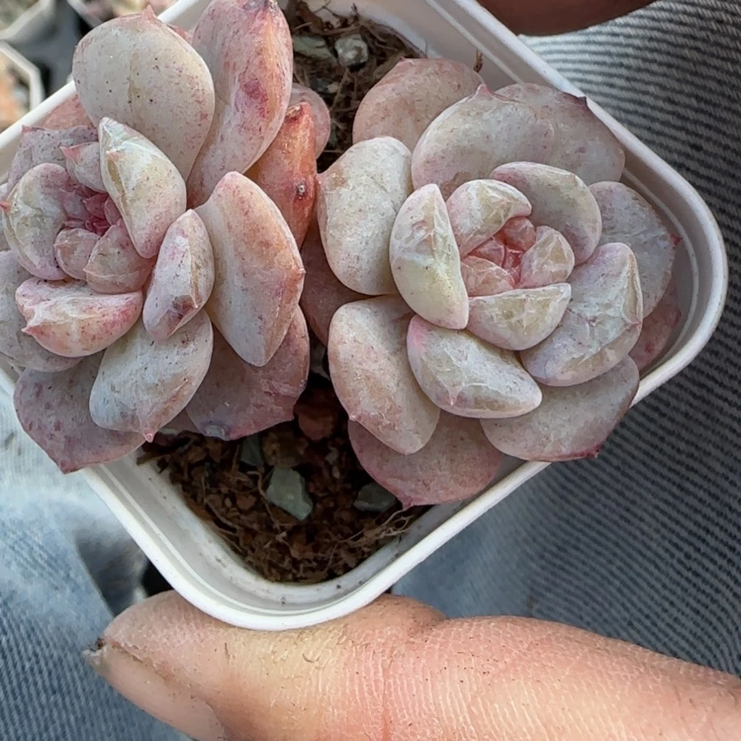 小卡拉米糖心一物一拍