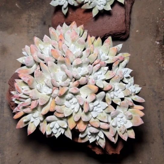 P*Z谢谢姐姐～一物一拍7690