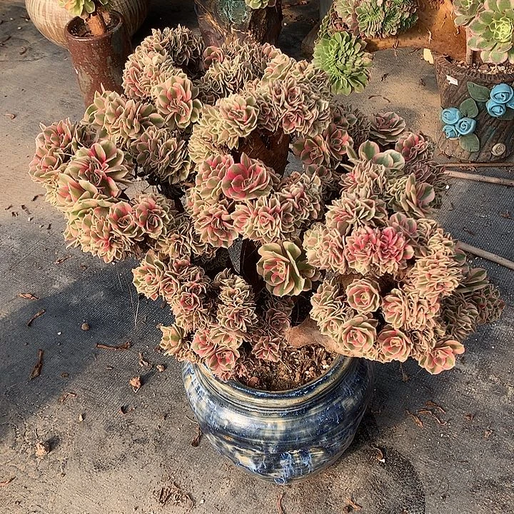 微瑕女巫朵朵脱土发货啊
