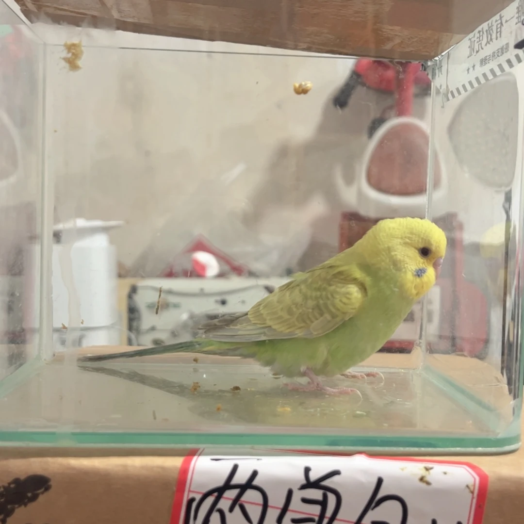 虎皮鹦鹉我的小姐姐