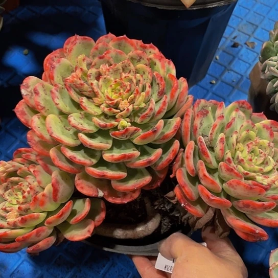 用****3十里桃花14127多肉