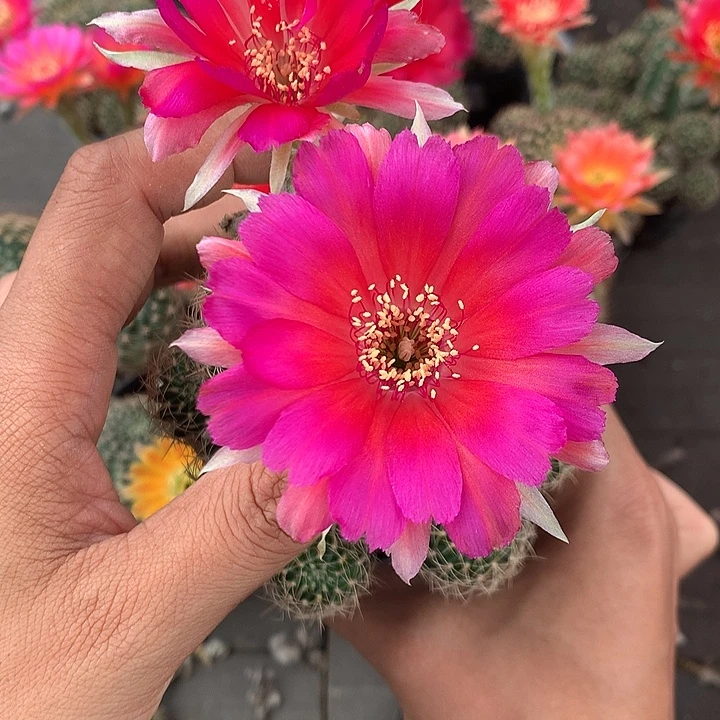923 侧芽自根丽花6厘米盆