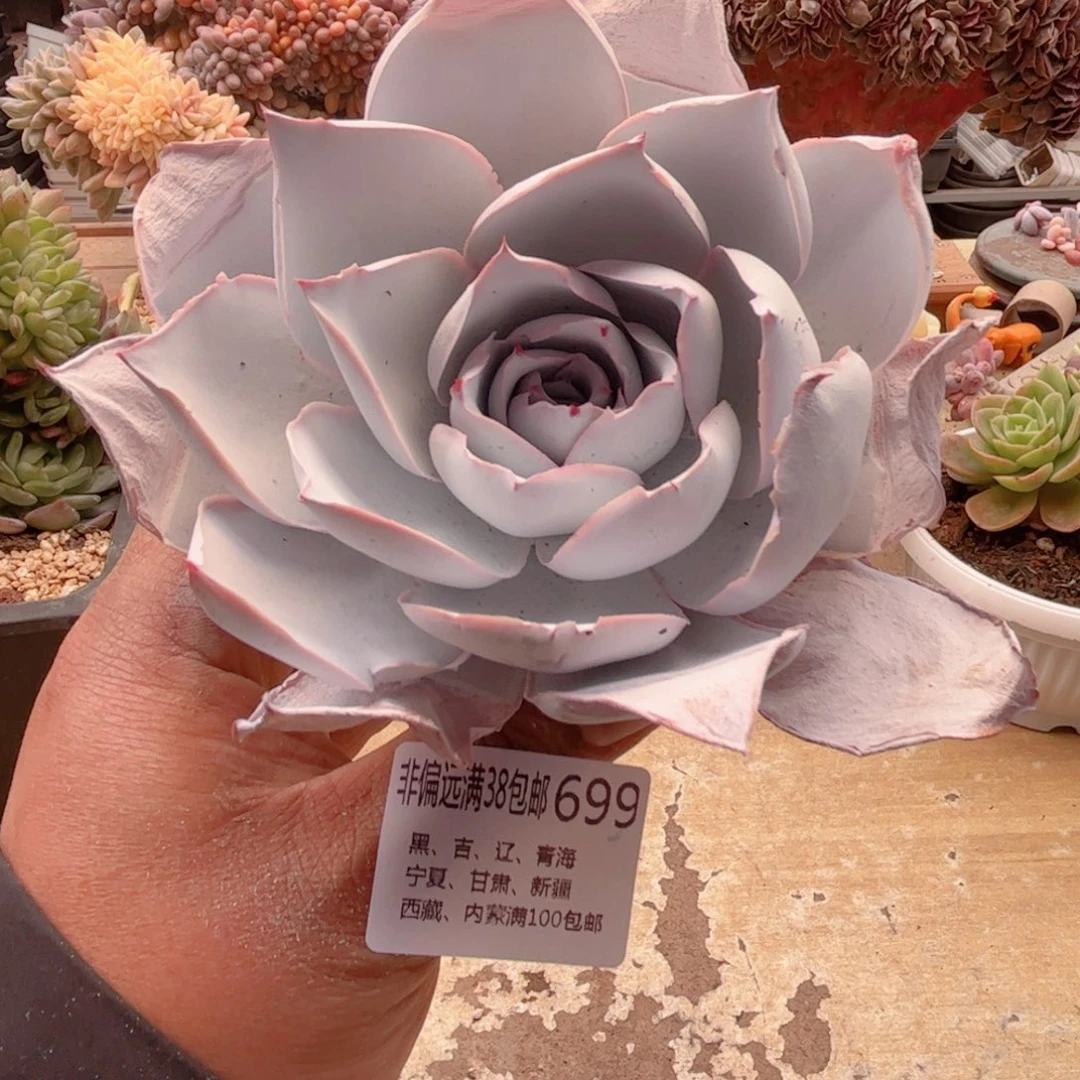 699广寒宫德华多肉