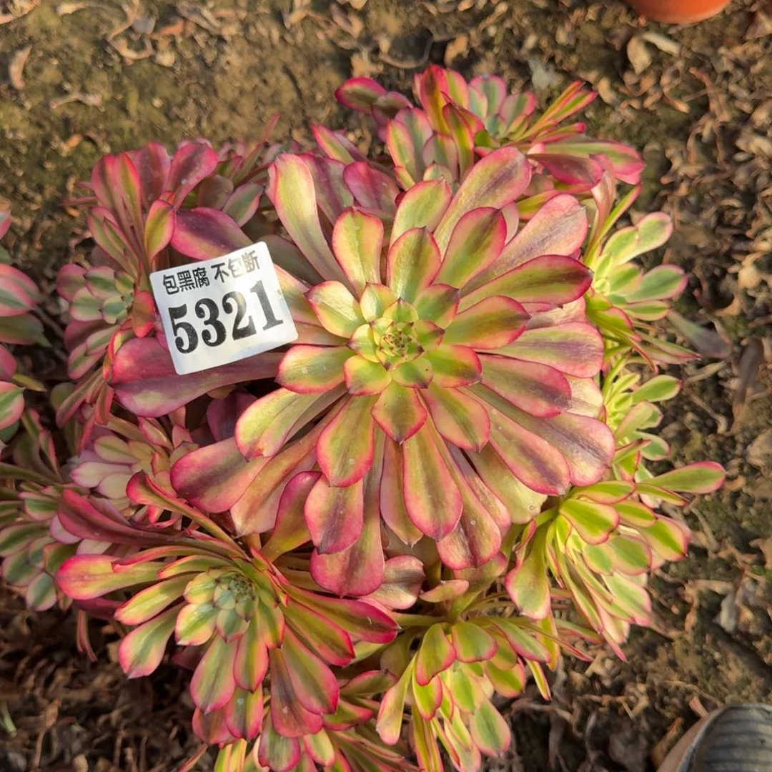 法师 美肌5321 19-27