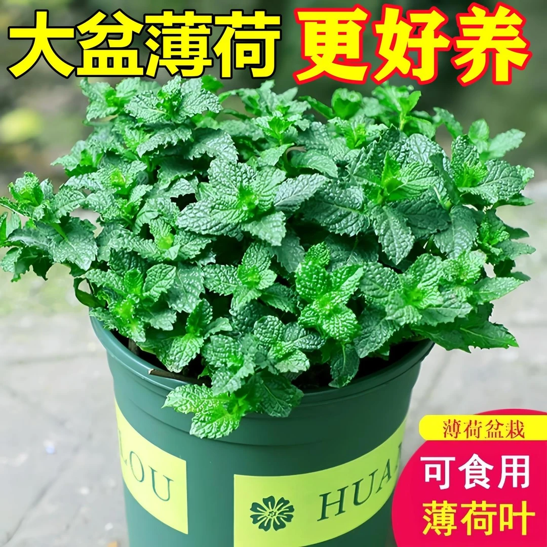 薄荷盆栽水培植物驱蚊可食用柠檬薄荷叶迷迭香室内驱蚊草大盆绿植