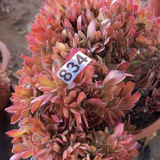 专***补多肉植物一个法师