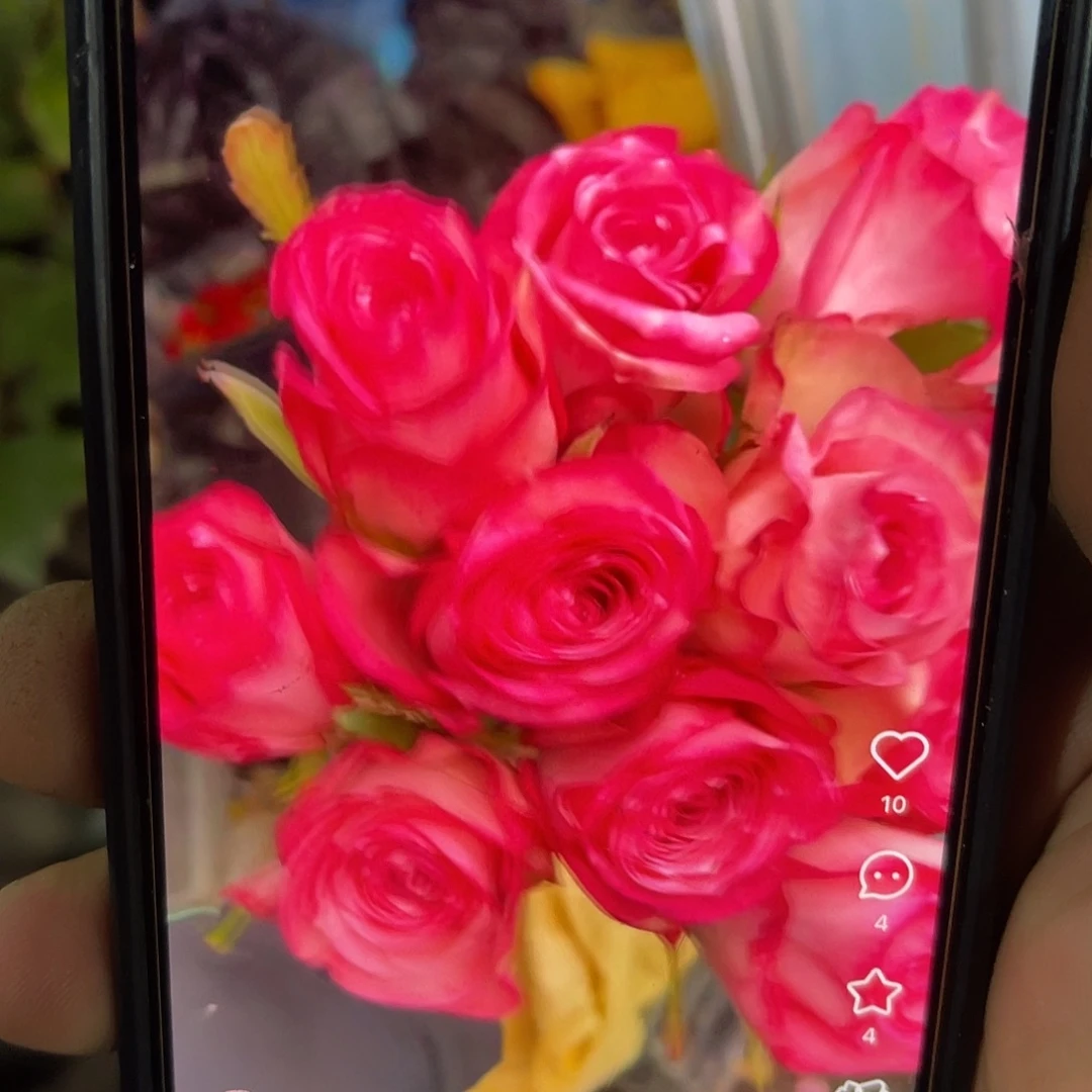 无花朵——俏夕阳测试2