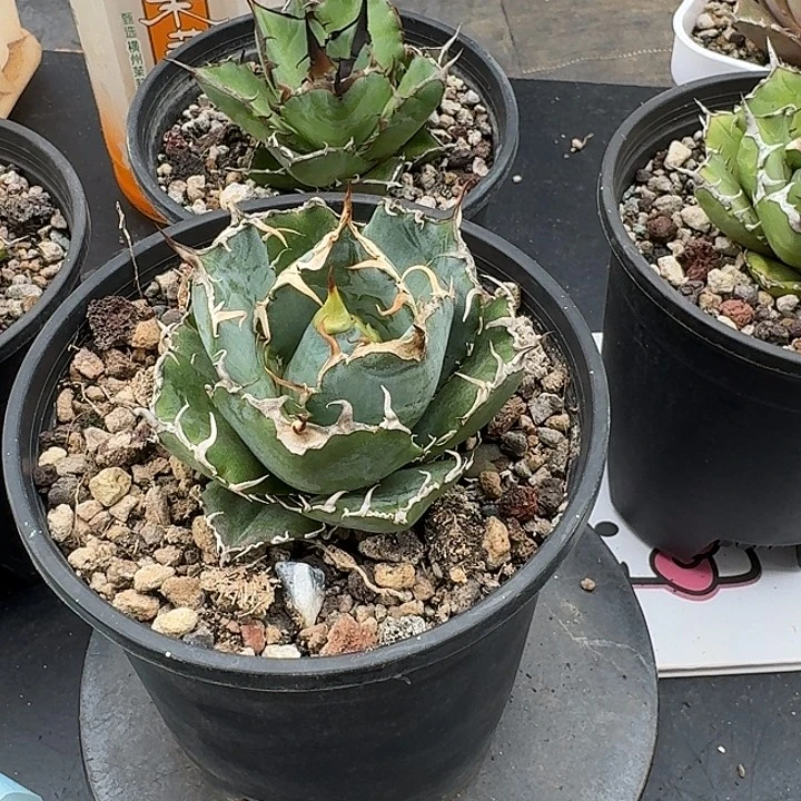 无花朵龙舌兰仁王冠白鲸