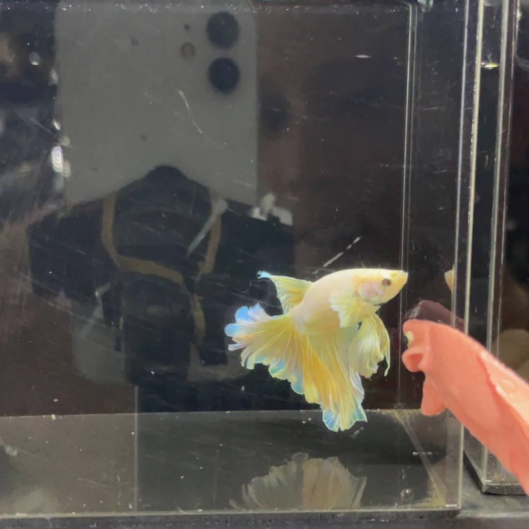 斗鱼巨斗芒果慕斯