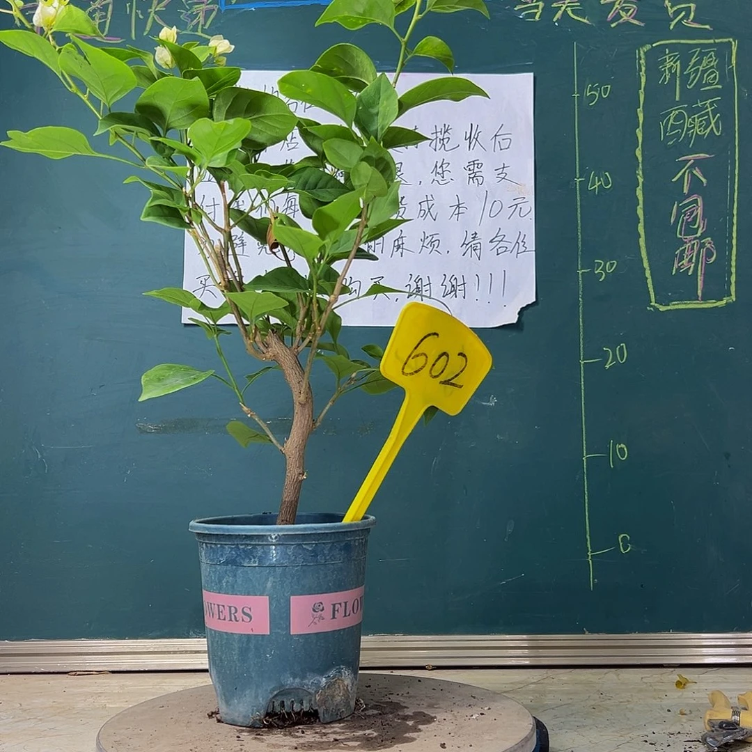 当前无花栽培后可以开花粗弯杆 绿樱602