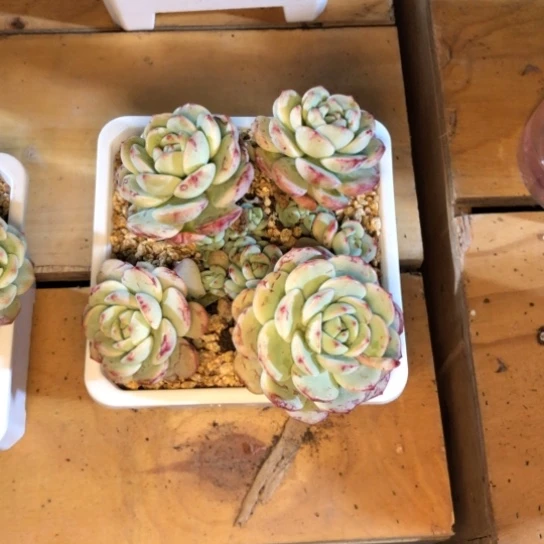 多头香草带盆带土闪购