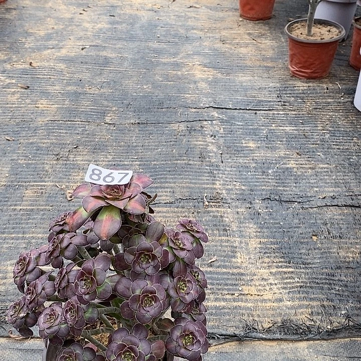 867，晚霞多肉法师多肉法师