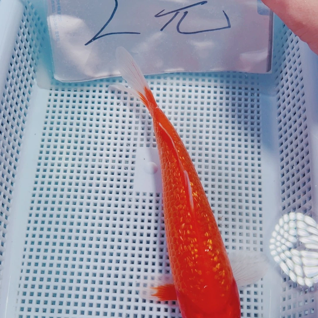 海水鱼锦鲤冷水132