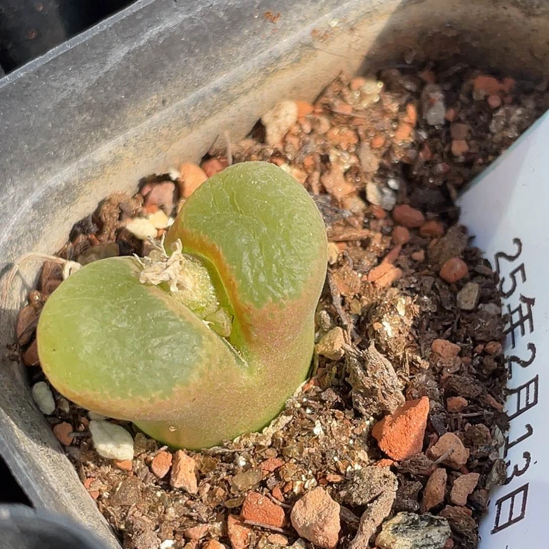 13-63混合编号风铃肉锥