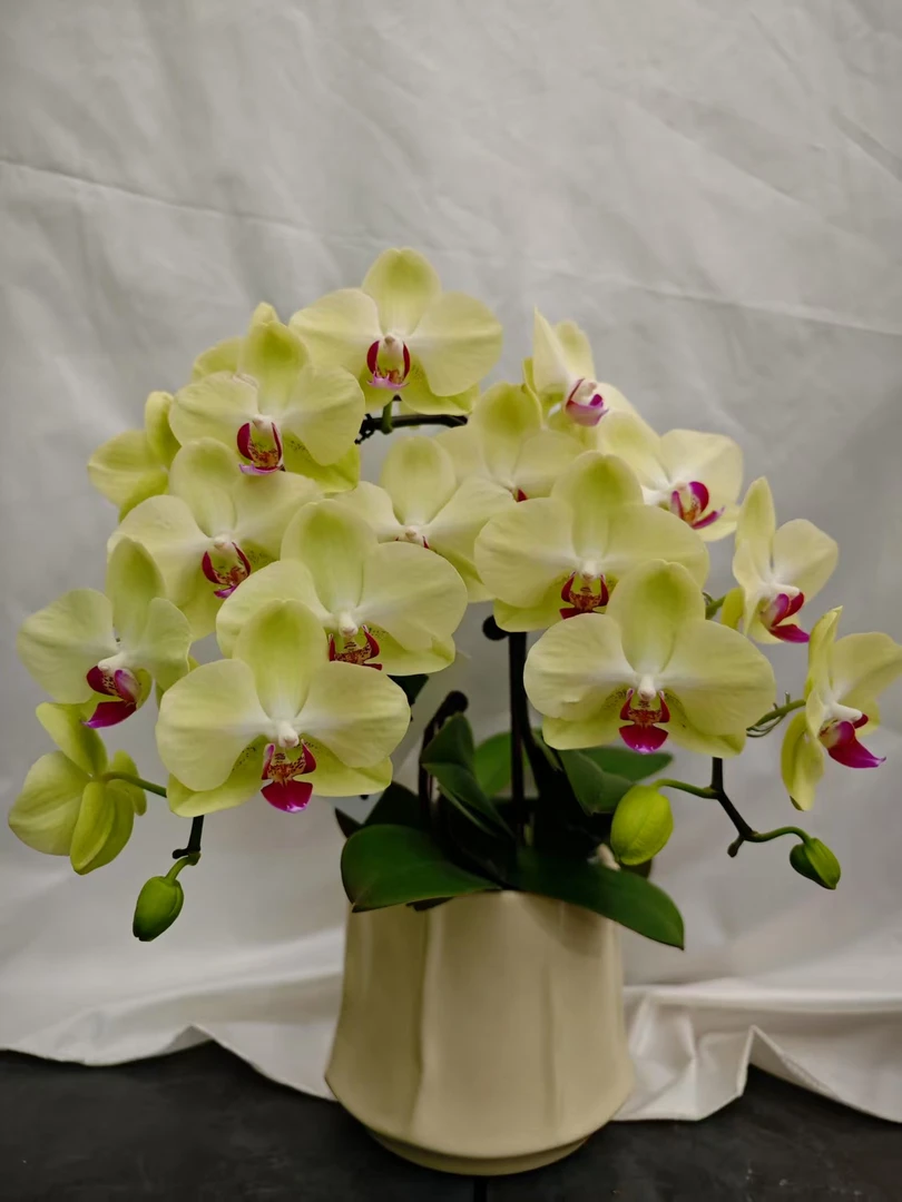 蝴蝶蘭《青苹果》经典绿色系蜡质花花 皮实好养 花期超长