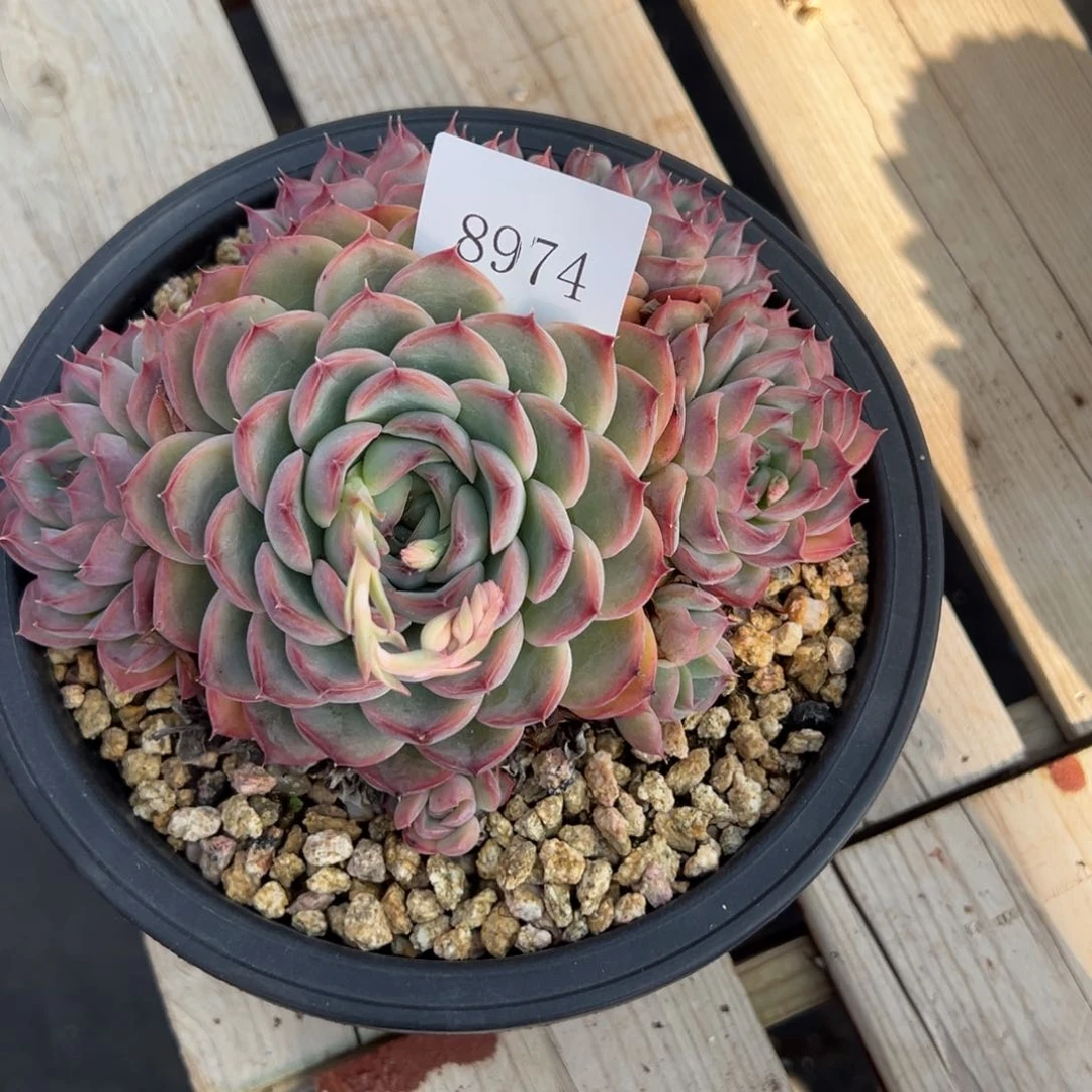 可***头8974多肉多多多多多