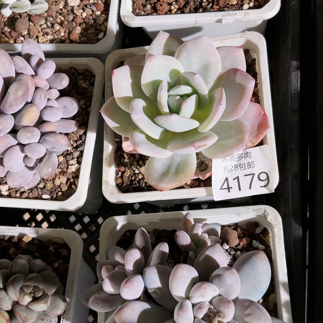 9号Z**i我们的确是4179