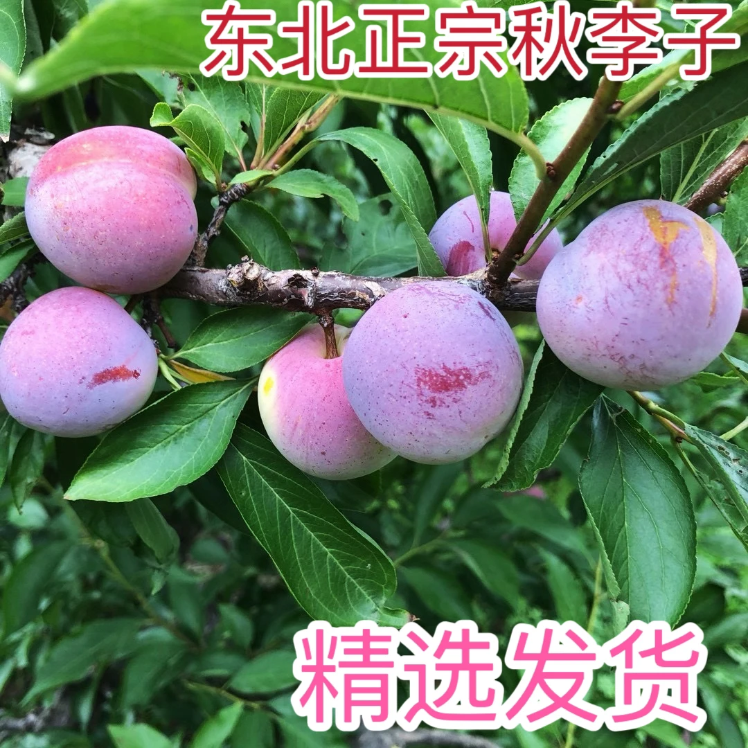 东北新鲜水果秋李子非鸡心李子大红袍香蕉李子