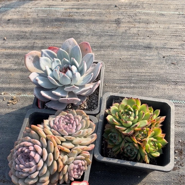 流***火粉钻一颗糖心雪天使月亮石