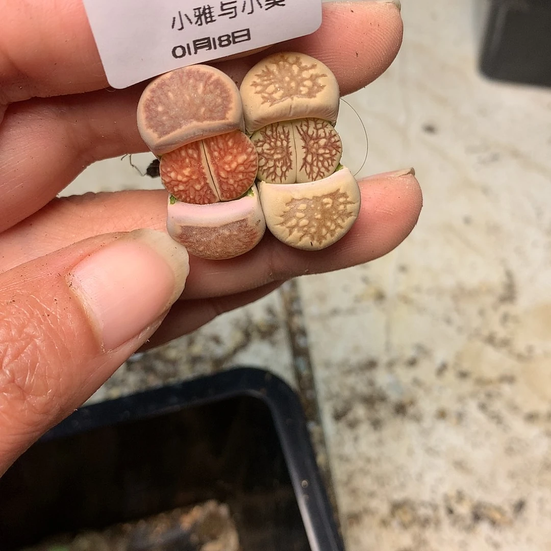 C637多肉植物保护研究所