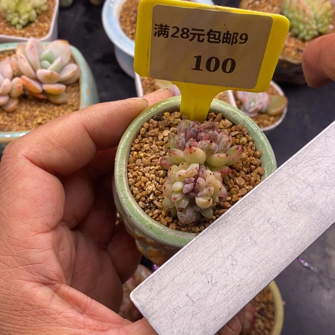 呼*啦9100赤水晶缀化多肉植物