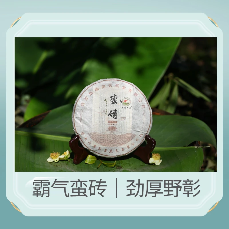 蛮砖普洱生茶357头春劲厚野彰