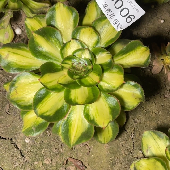 5006暴君的的的多肉