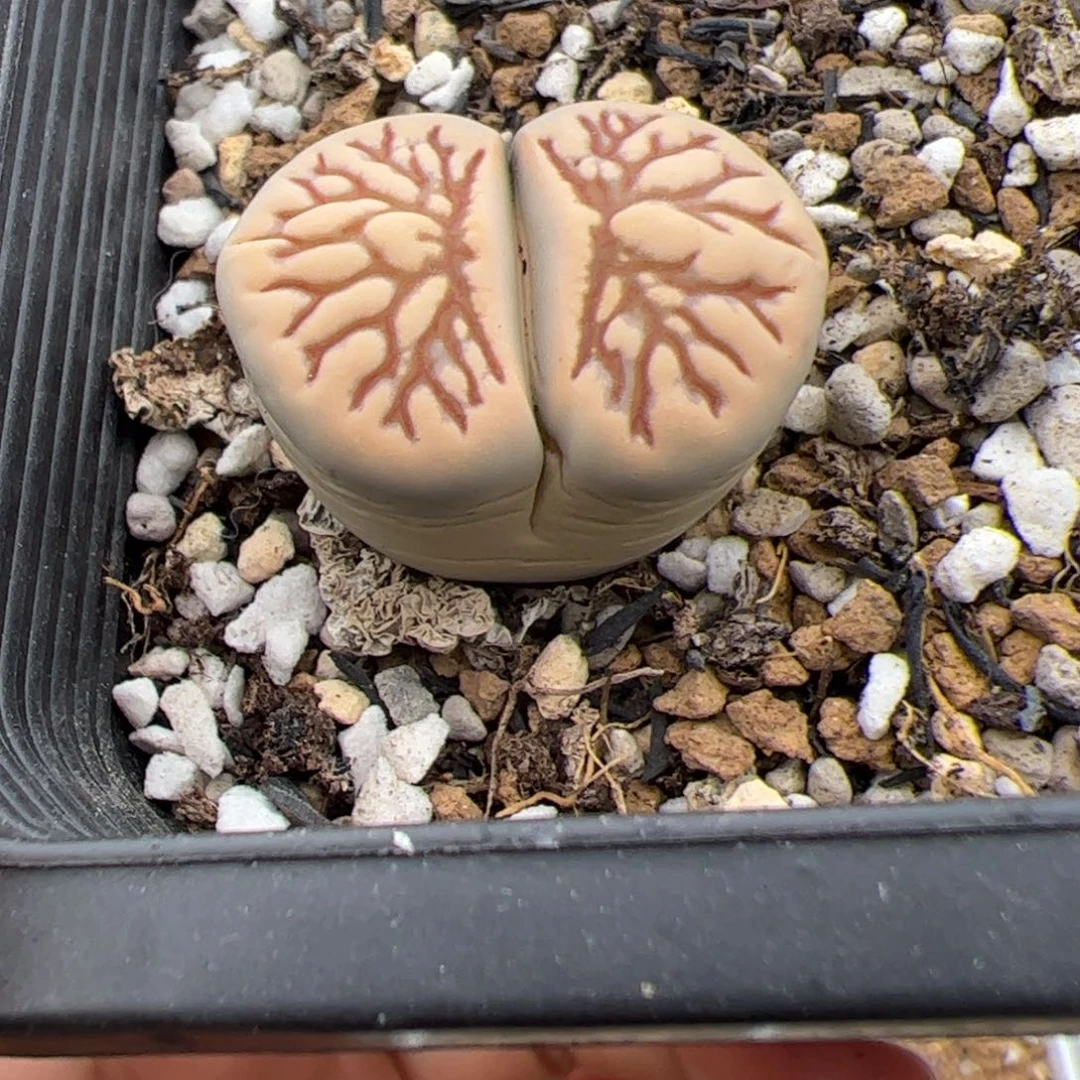 菊化石多肉植物多肉植物