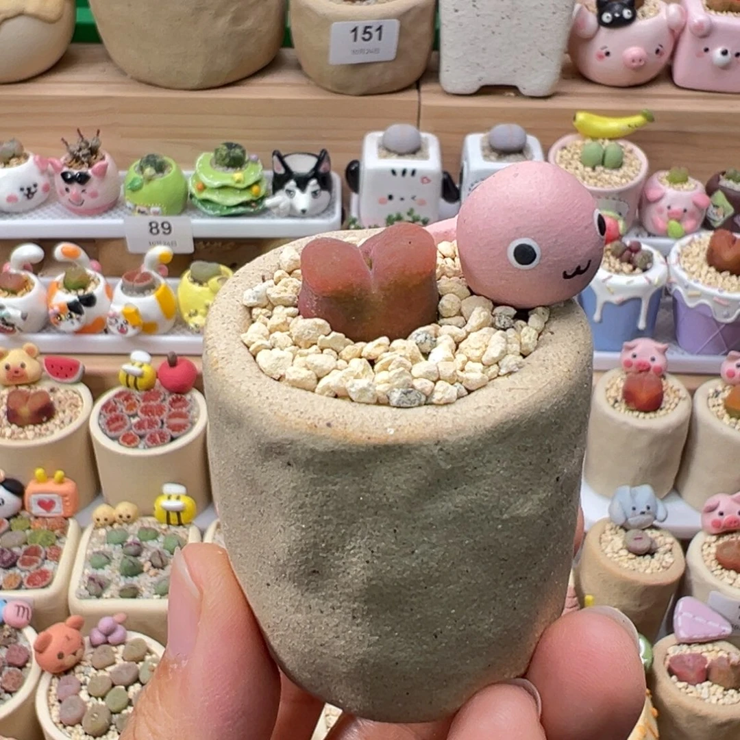 多肉植物156号粉色