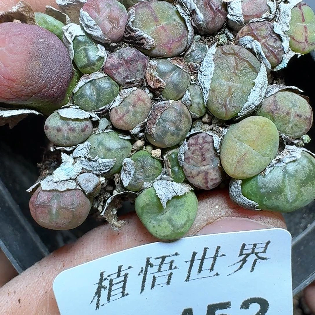 452号多肉植物哇d f