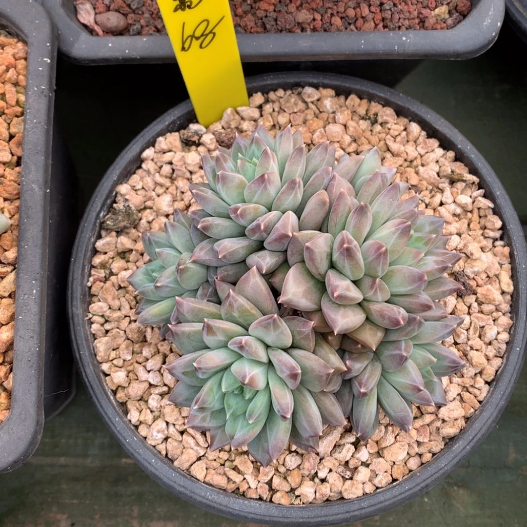 我们家的小姐姐们都