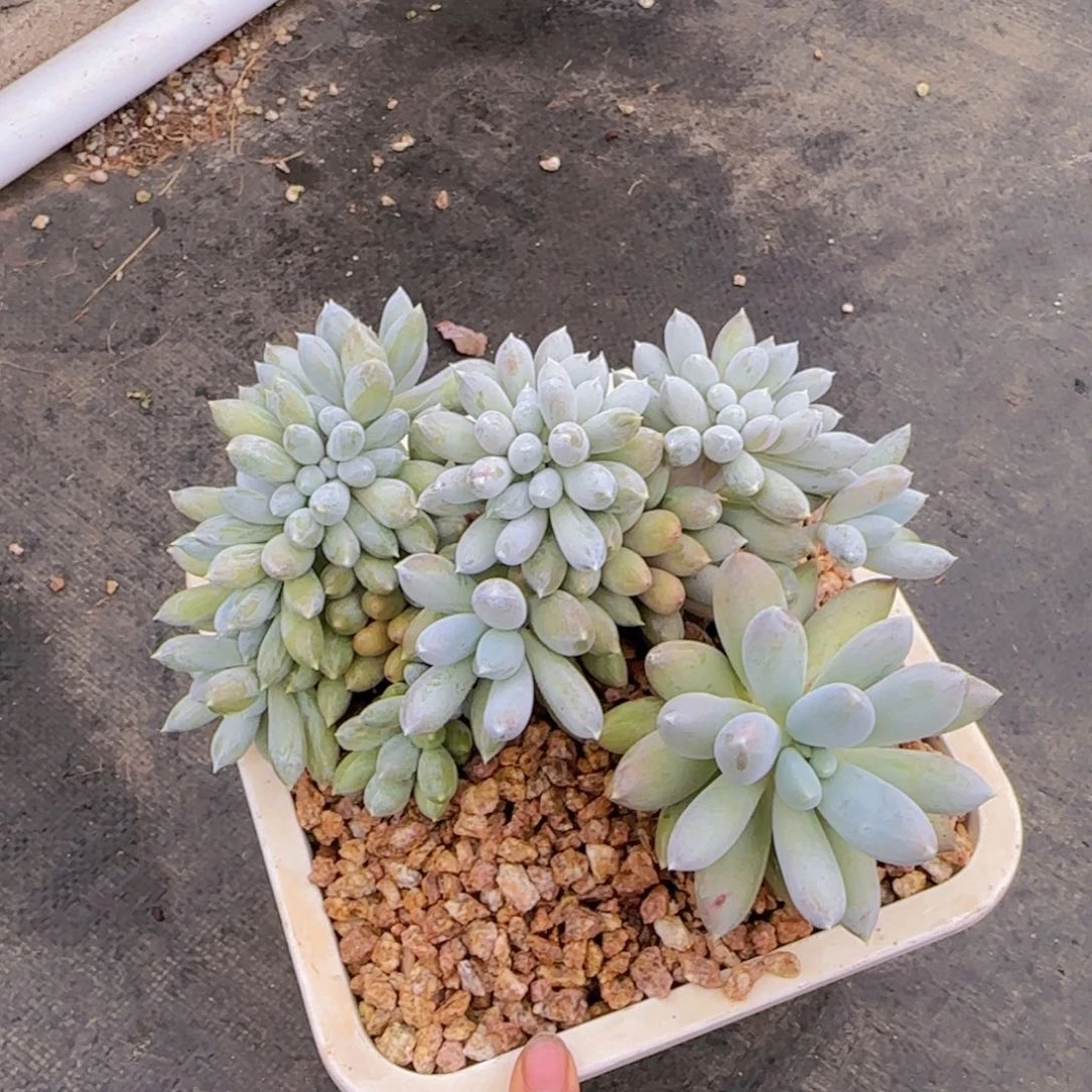 R***哥胡老板多肉植物多肉植物