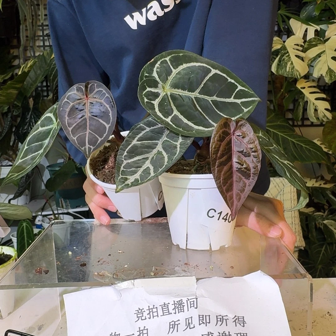 大***毓完全开放C174 C175两颗