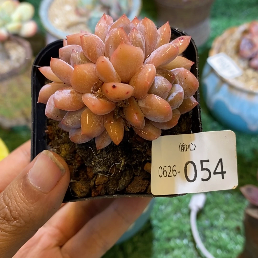 么**灵0626054多肉多肉