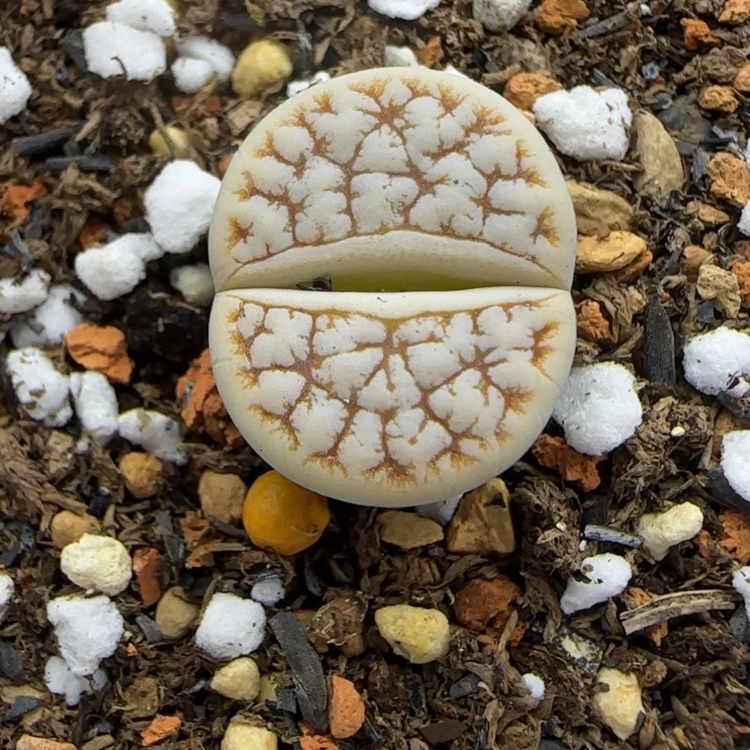 243 生石花大棚直播