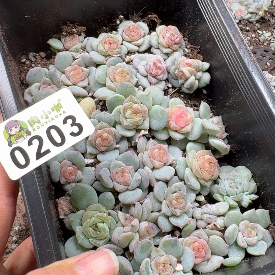 蜜***兔多肉植物多肉植物