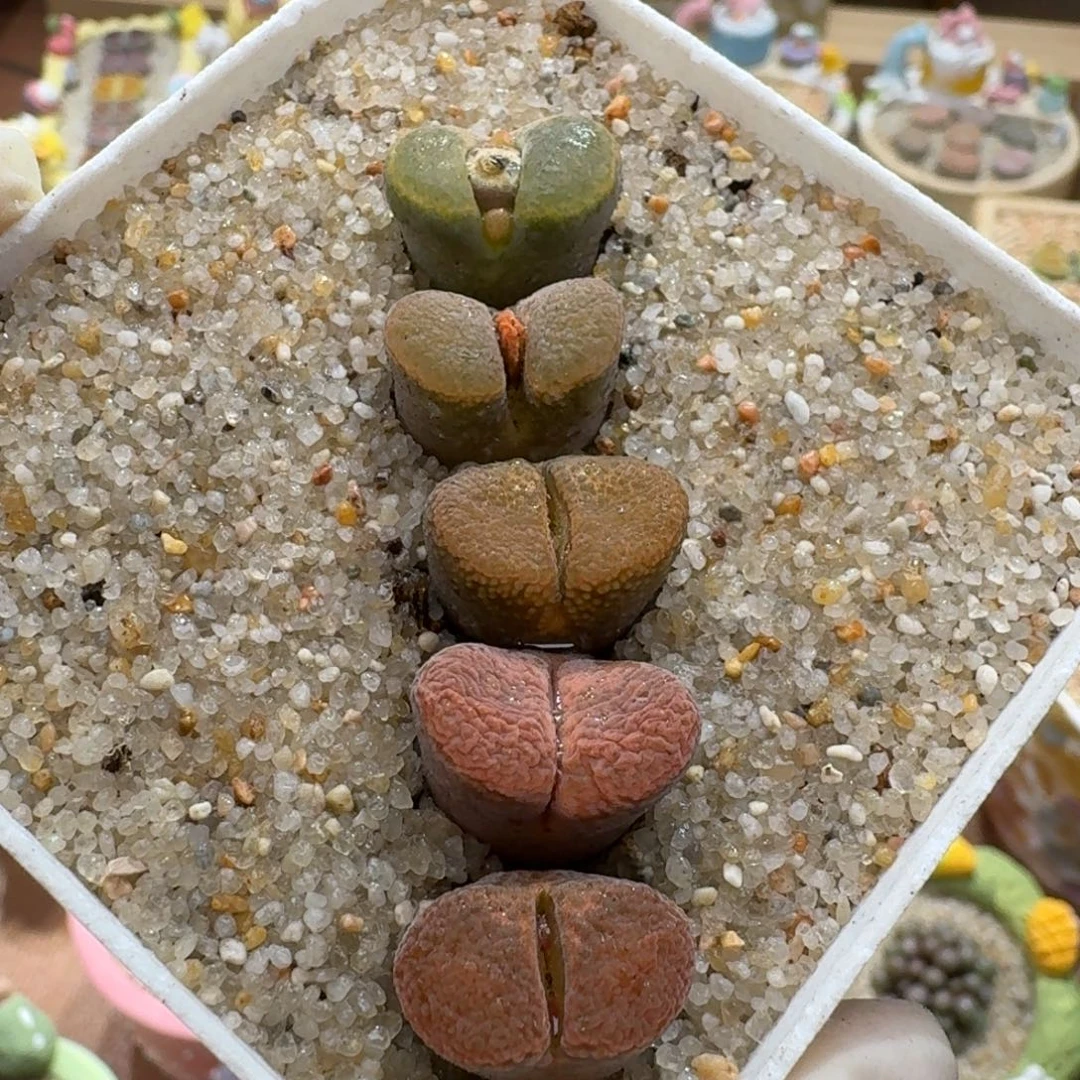 1209-026蛋糕母本彩套