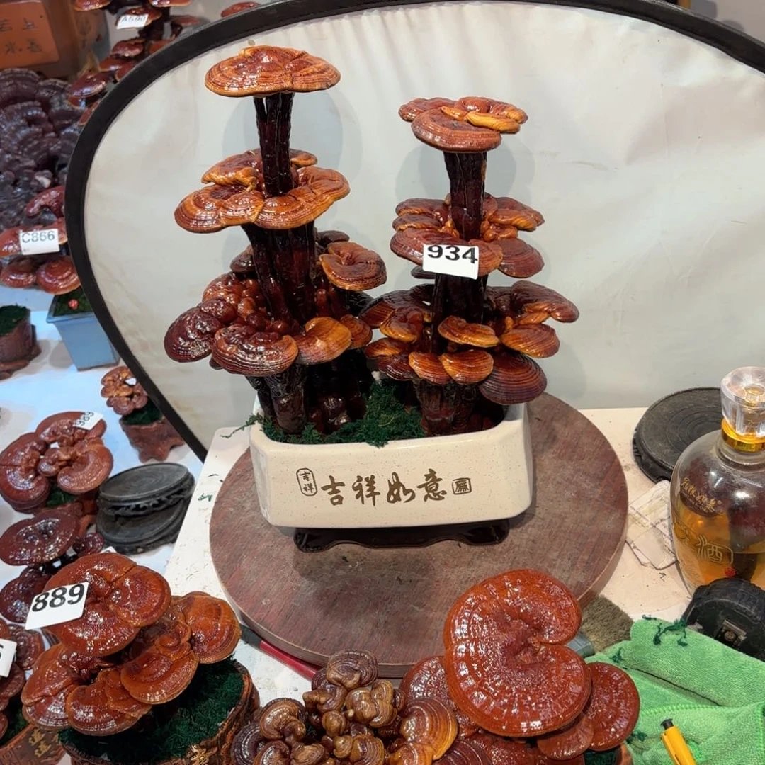 无花朵灵芝5888888888888888