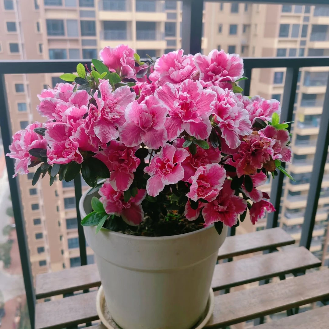 【独杆·桃雪】超爆花杜鹃花 粉色 带花苞庭院阳台盆栽地栽