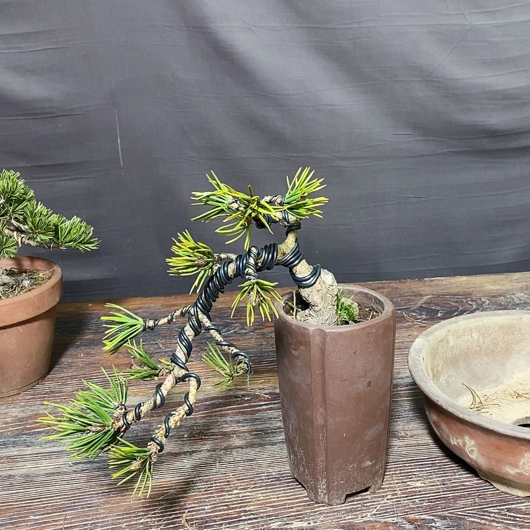 无花朵盆景111111111