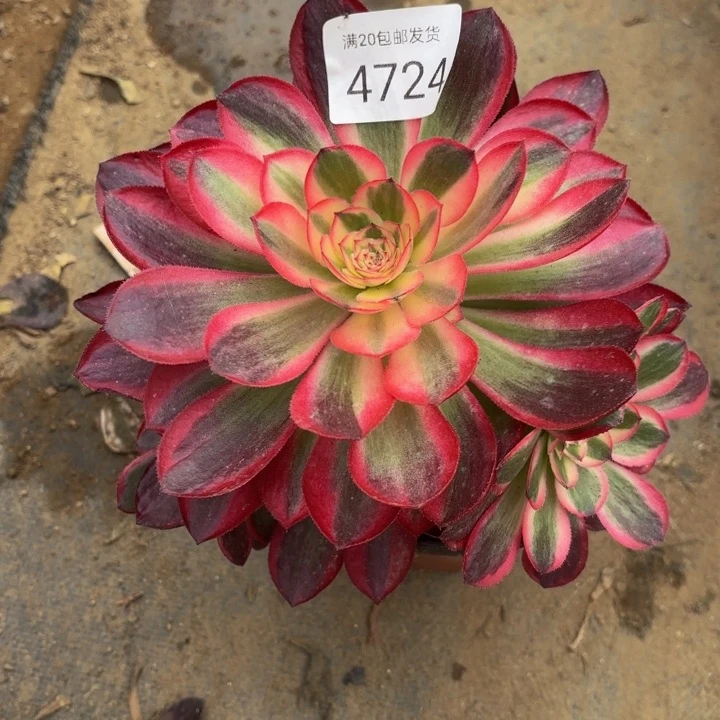 荔枝多肉法师4724