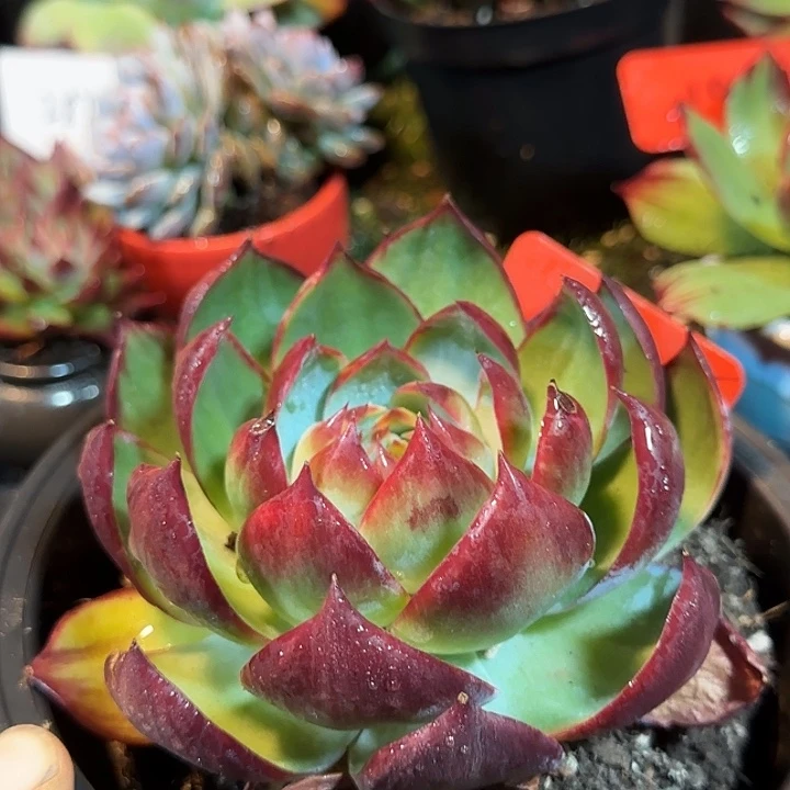惊鸿一物一拍包装收缩花旱155有瑕疵