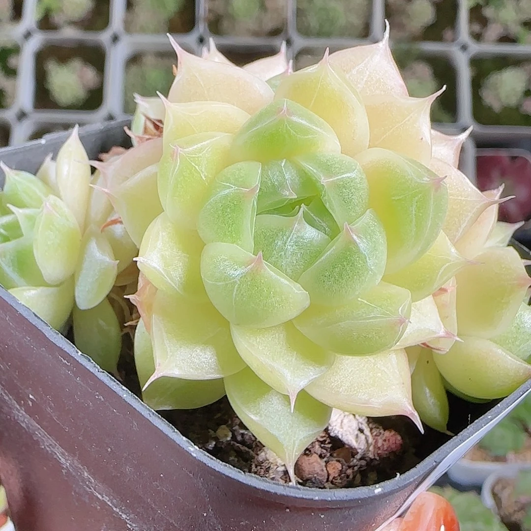 1008-38麦秆优选不包整