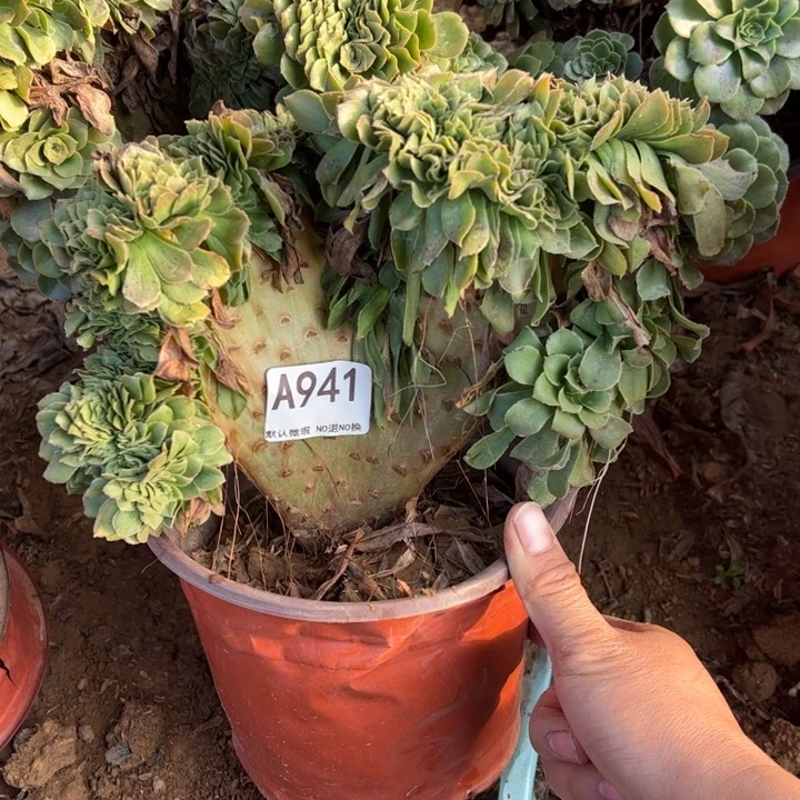 绿缀多肉植物941.