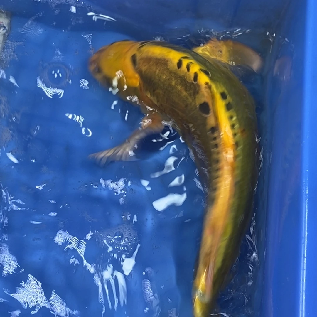 锦鲤冷水锦鲤包邮