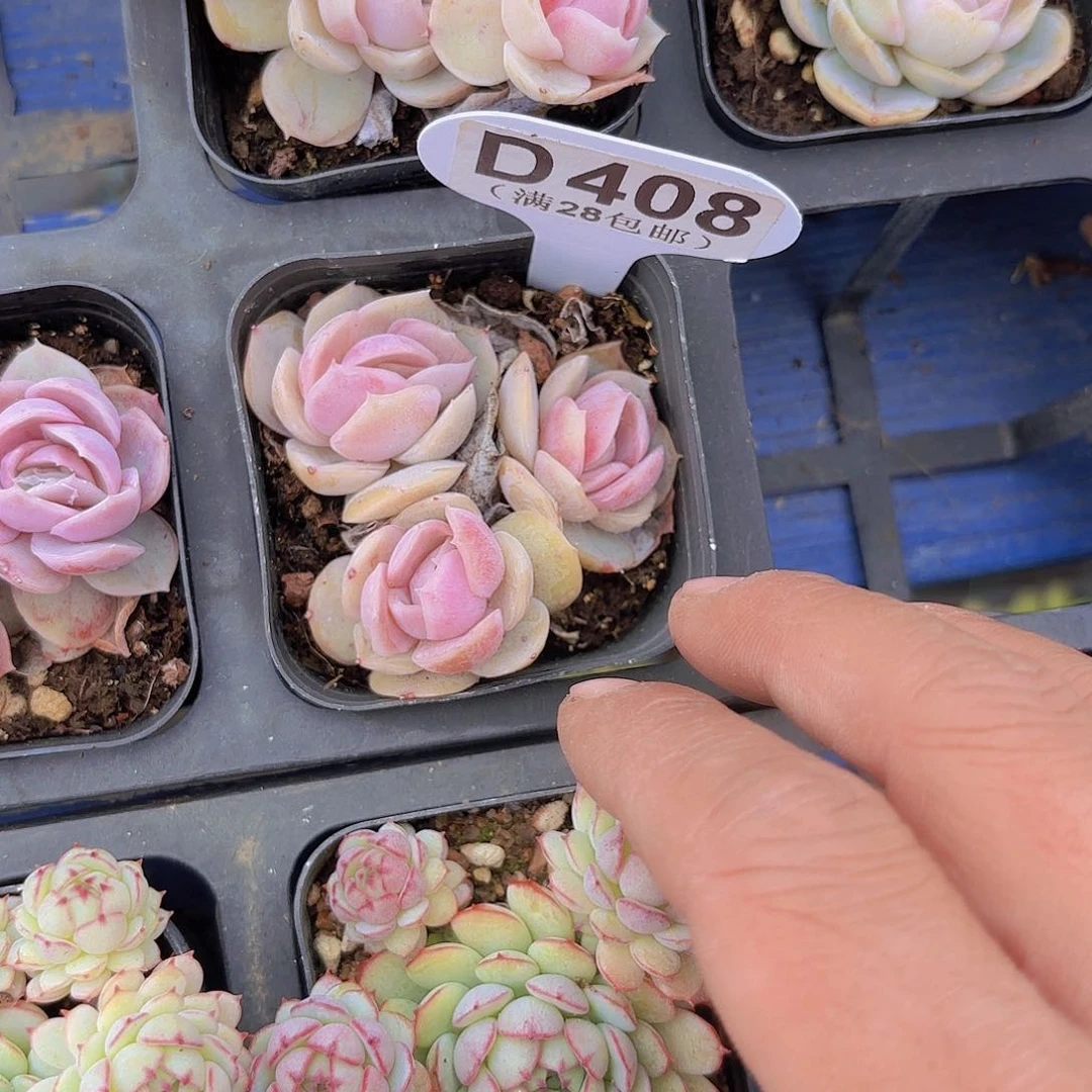 D408蓝色惊喜一物一拍