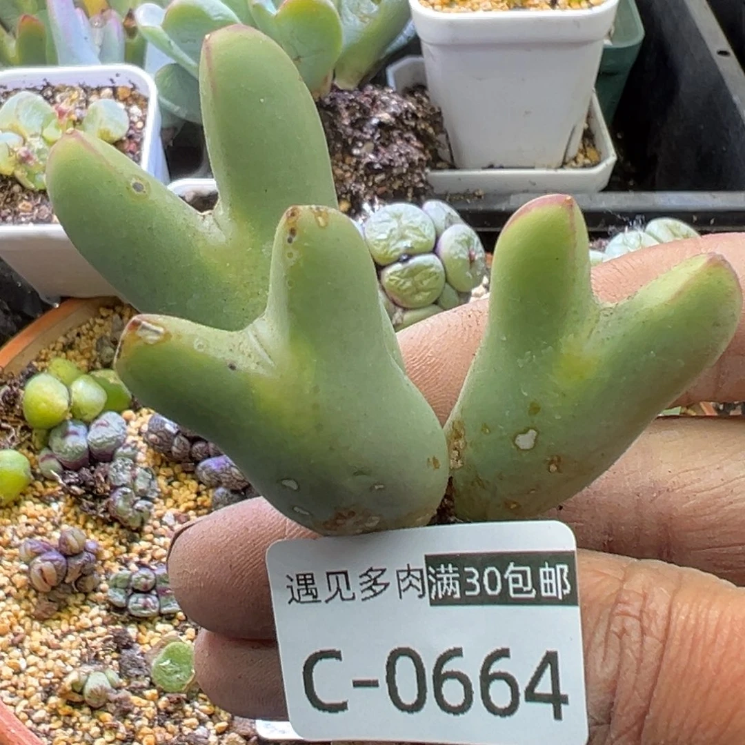 多肉植物11111111111111111