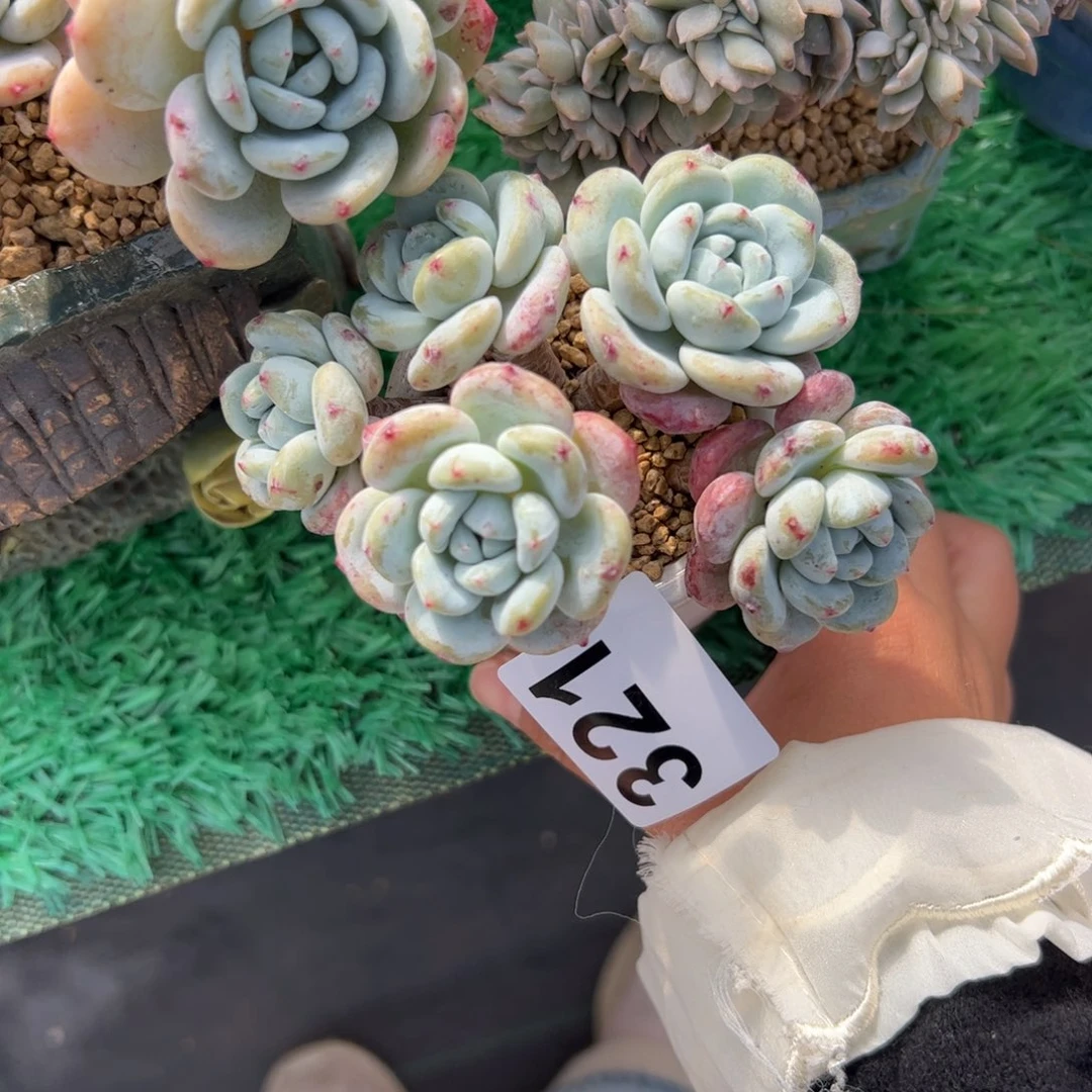 沫****321多肉植物组合盆栽