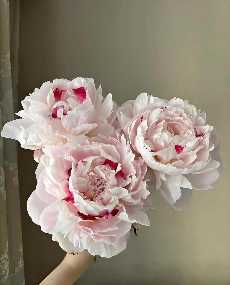 五一福利 现货 顺丰 雪原红星 买8送2支防损